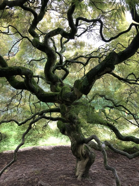 The trunk of a tree with winding branches all around.
